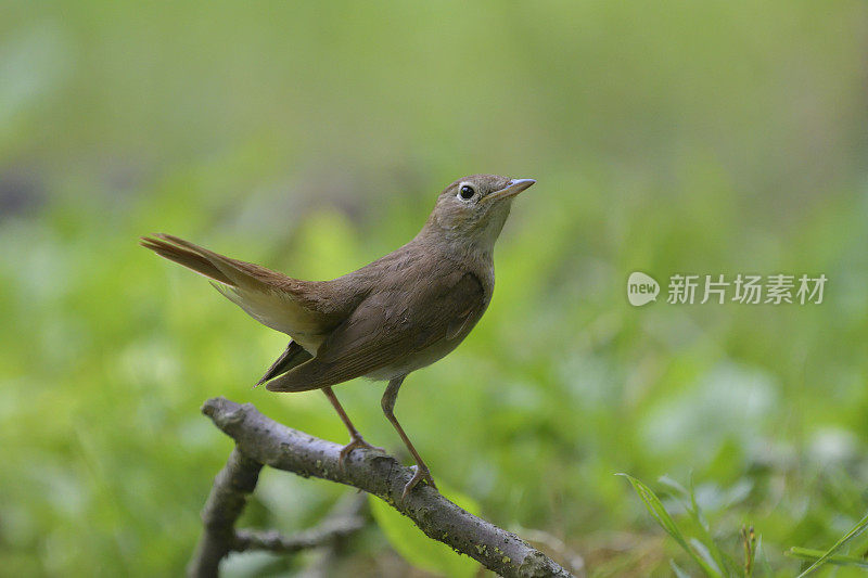 夜莺（Luscinia megarhynchos）